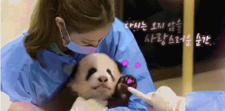 爆料熊猫事件视频大全最新,视频大全背后的惊人真相  第2张